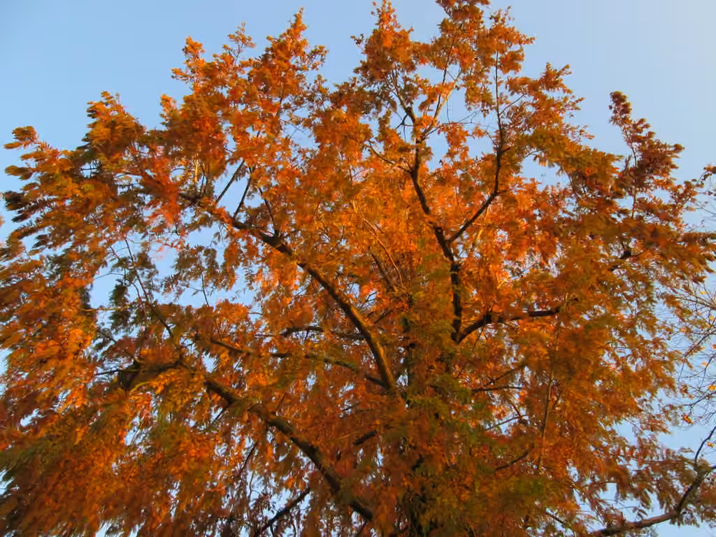Dawn redwood, photo 2 of 5