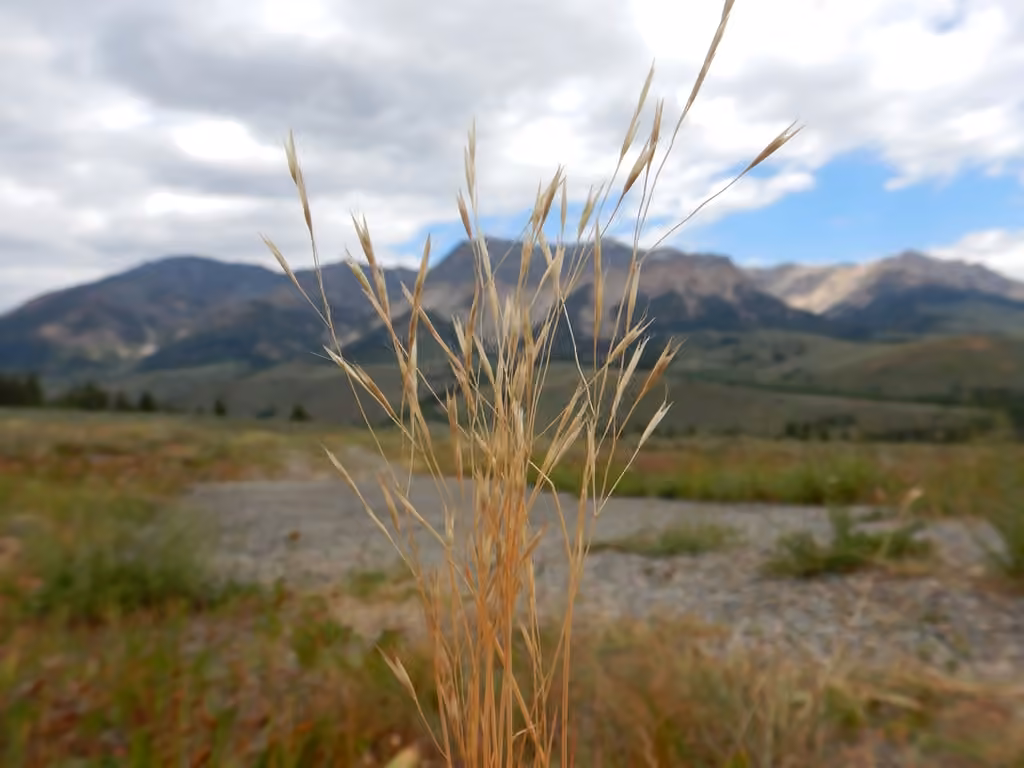 North Africa grass, photo 3 of 5