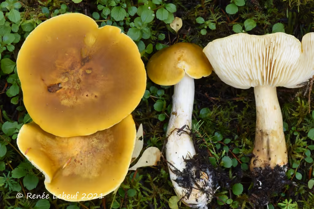 Tricholome jaune fuligineux, photo 1 sur 5