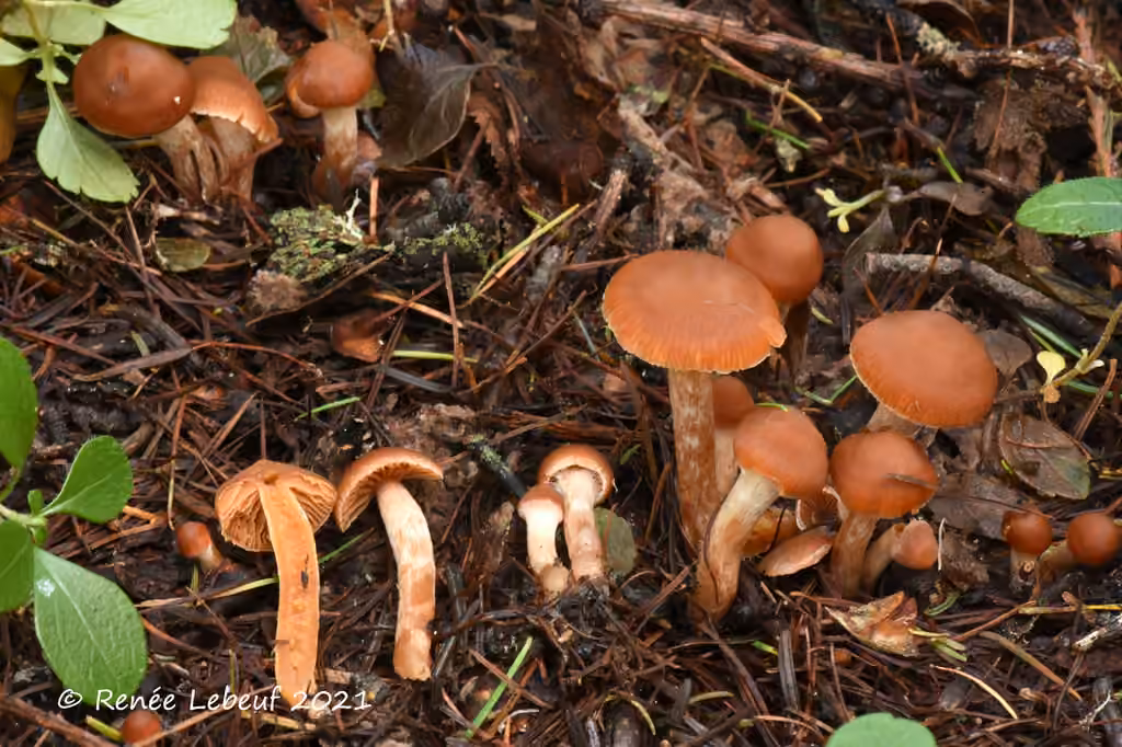 Cortinarius mammillatus, photo 1 sur 5