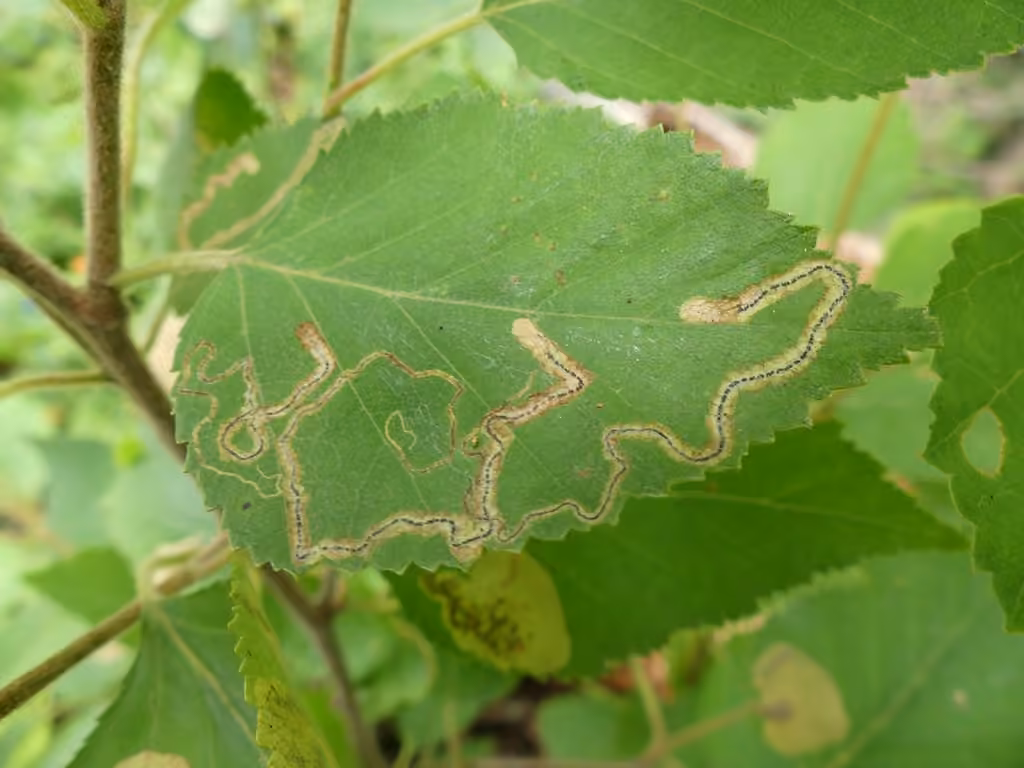 Drab Birch Pigmy, photo 3 of 5