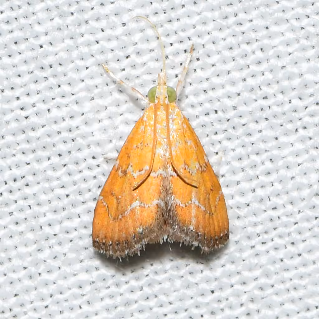 Xanthophysa Moth, photo 2 sur 5