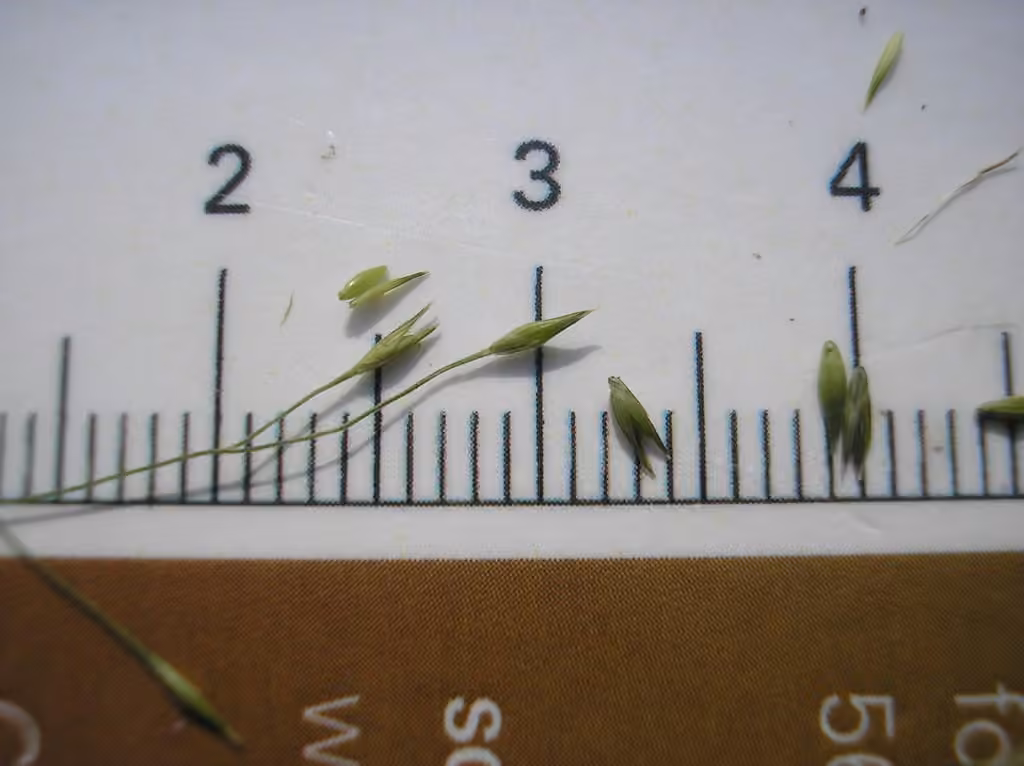 Wiry witch grass, photo 3 of 5