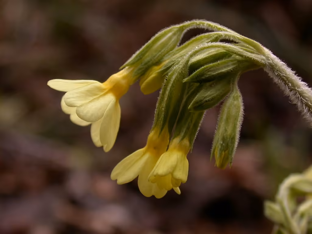 Oxlip, photo 1 of 5