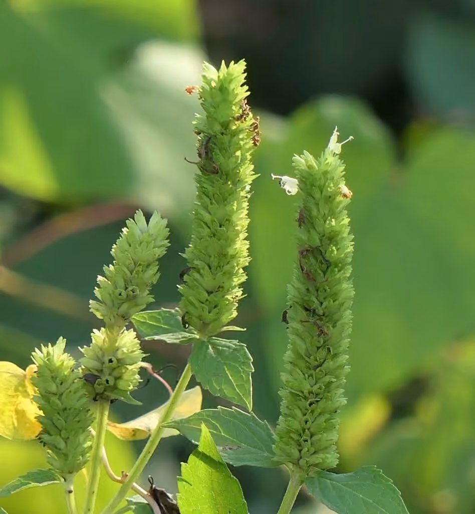 Catnip giant hyssop, In flower