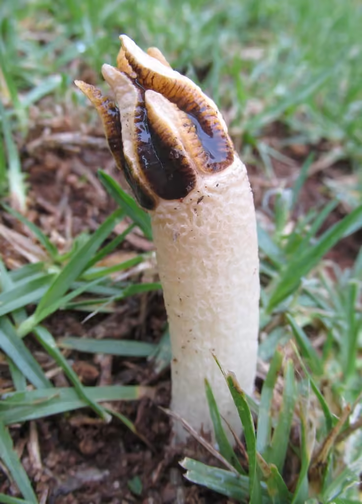 Satyre cruciforme, photo 2 sur 5