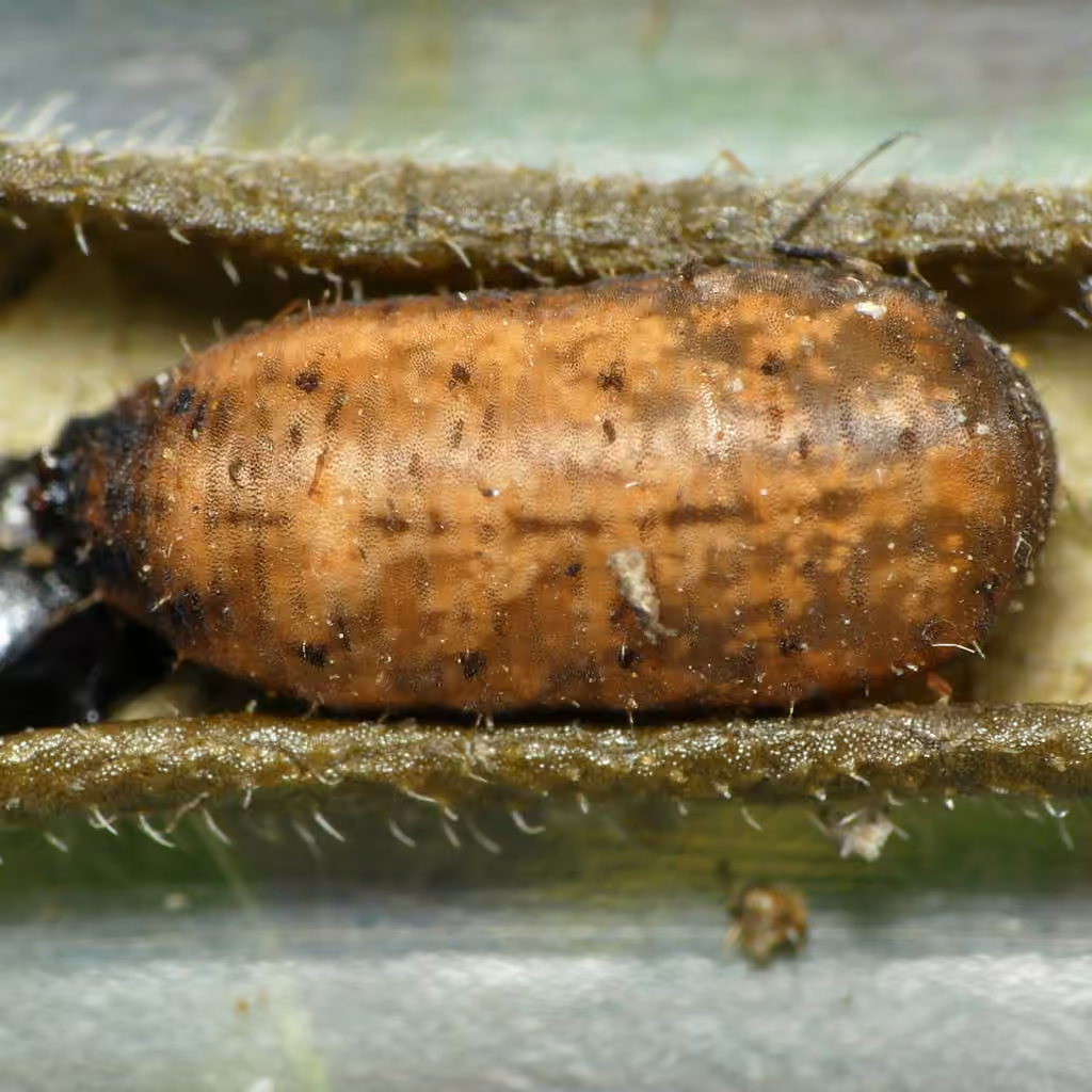 Long-tailed Aphideater, Pupa