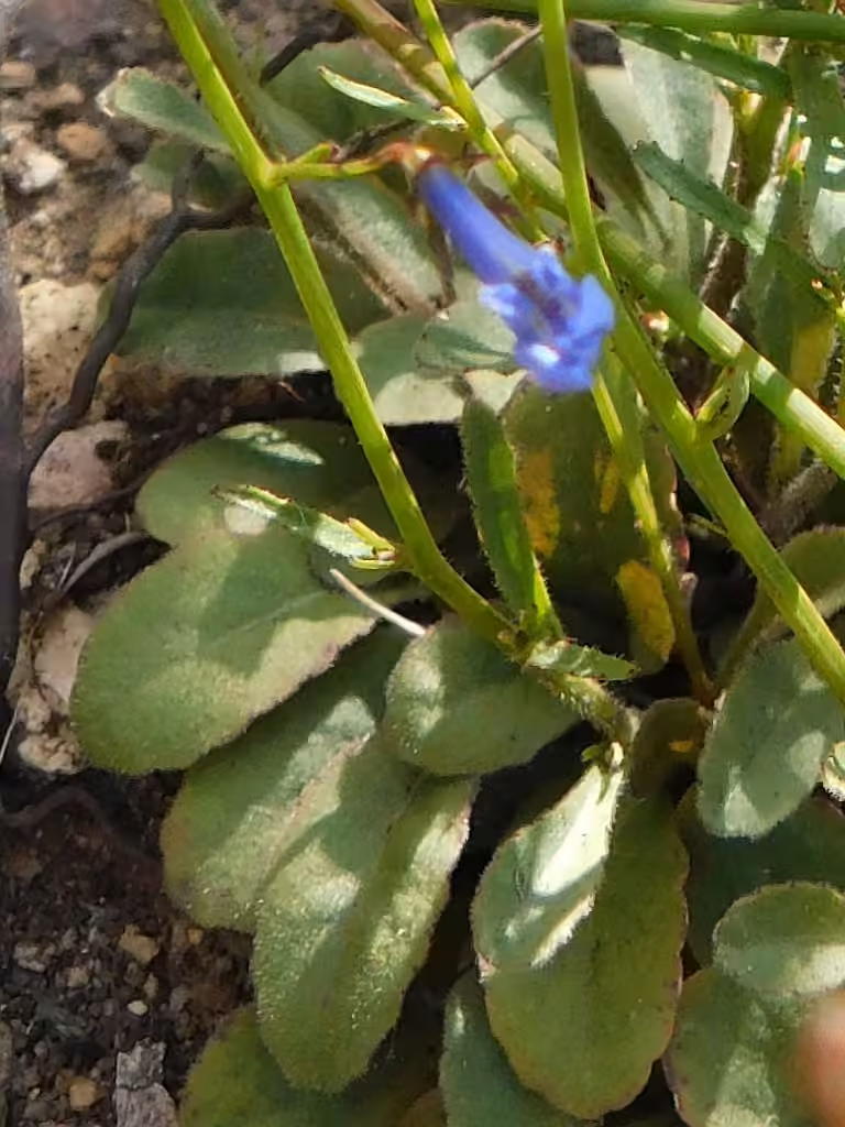 Edging lobelia, photo 3 of 5