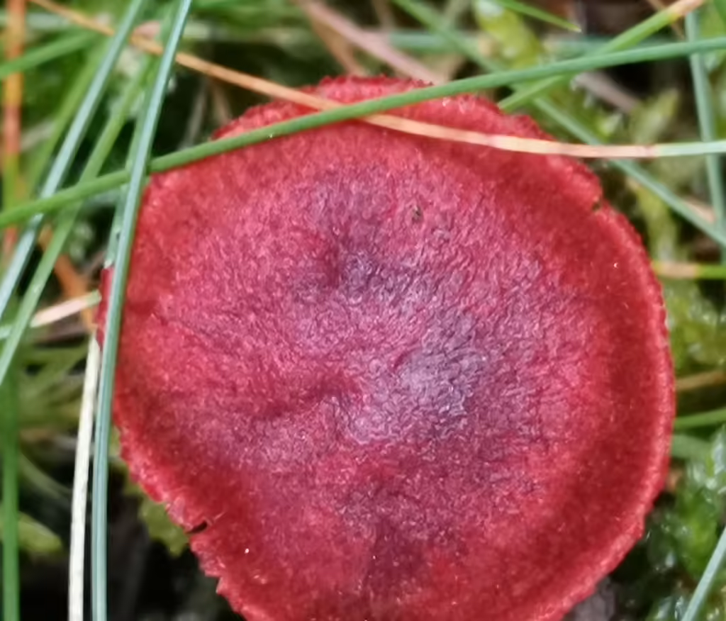 Bloodred Webcap, photo 3 of 5
