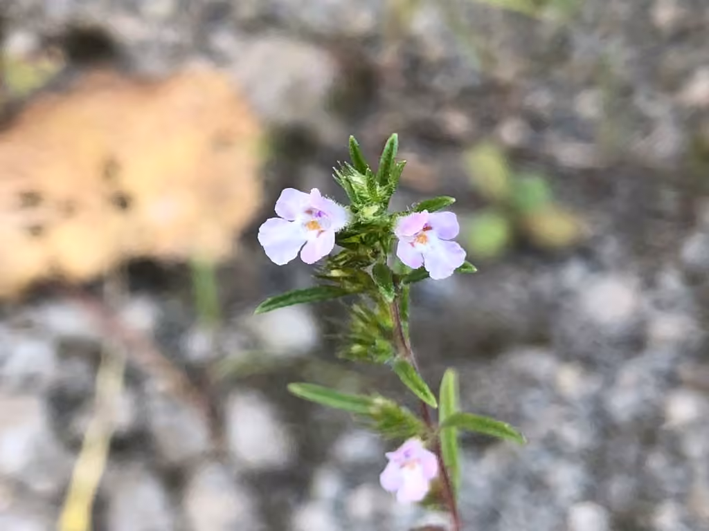 Summer savory, photo 3 of 5