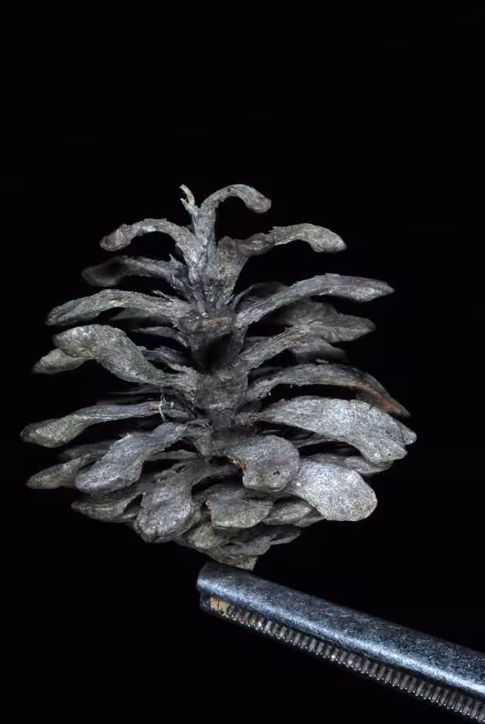 Pin gris, photo 2 sur 5