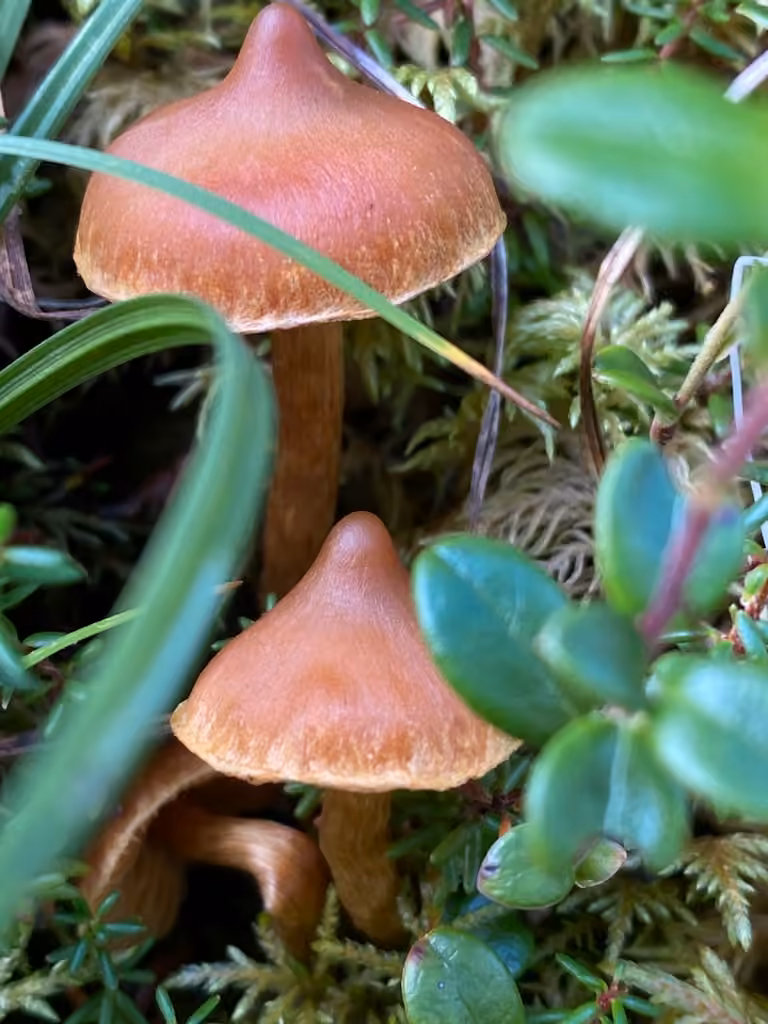 Conifer Webcap, photo 2 of 5