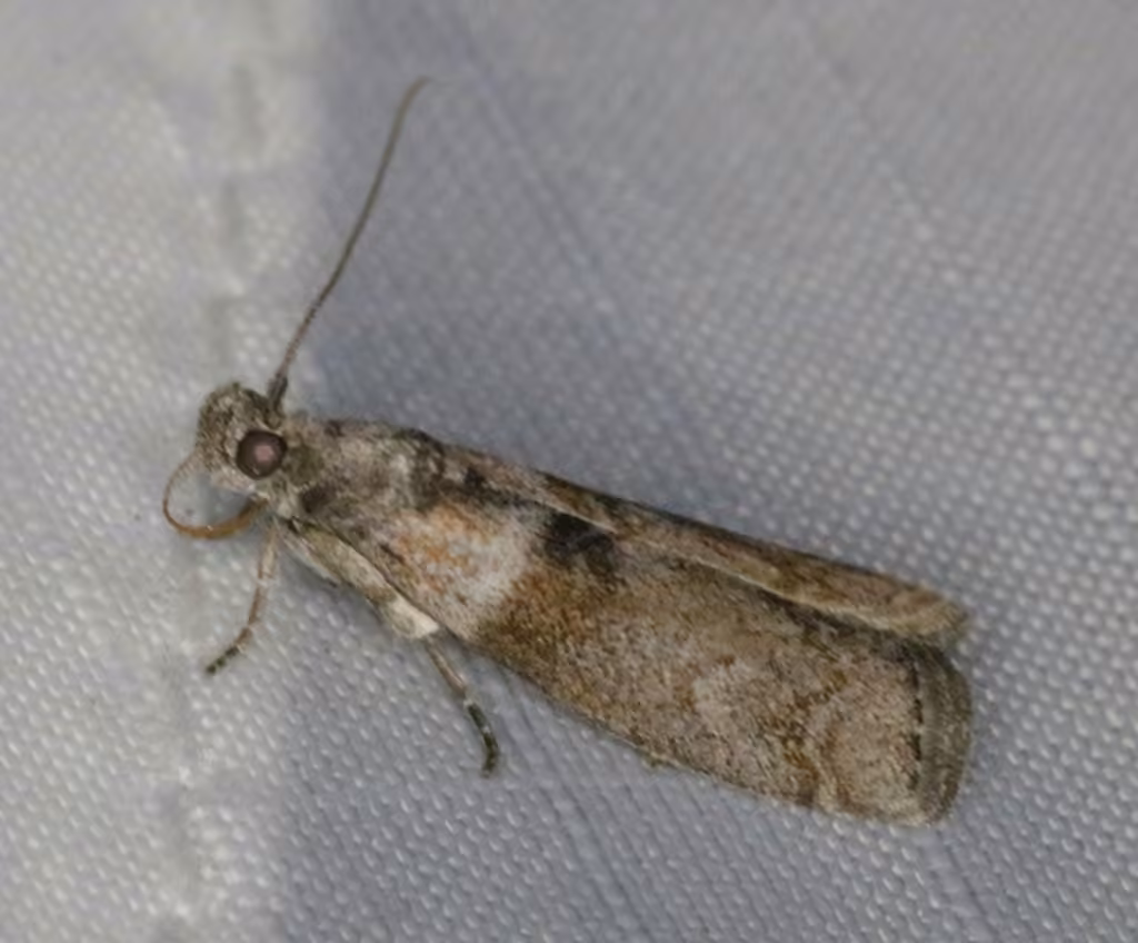 Striped Sumac Leafroller Moth, Adult