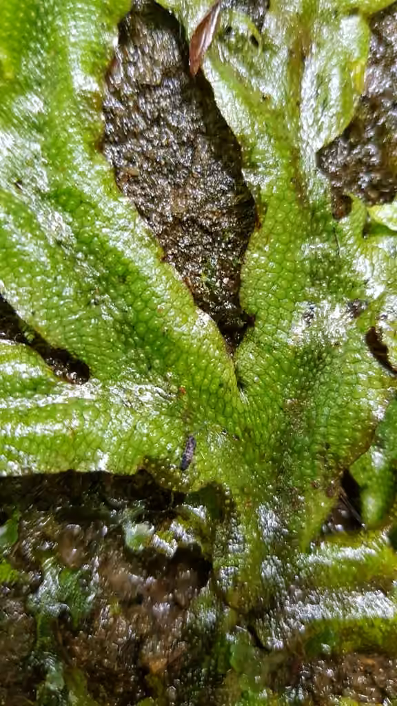 Great Scented Liverwort, photo 2 of 5