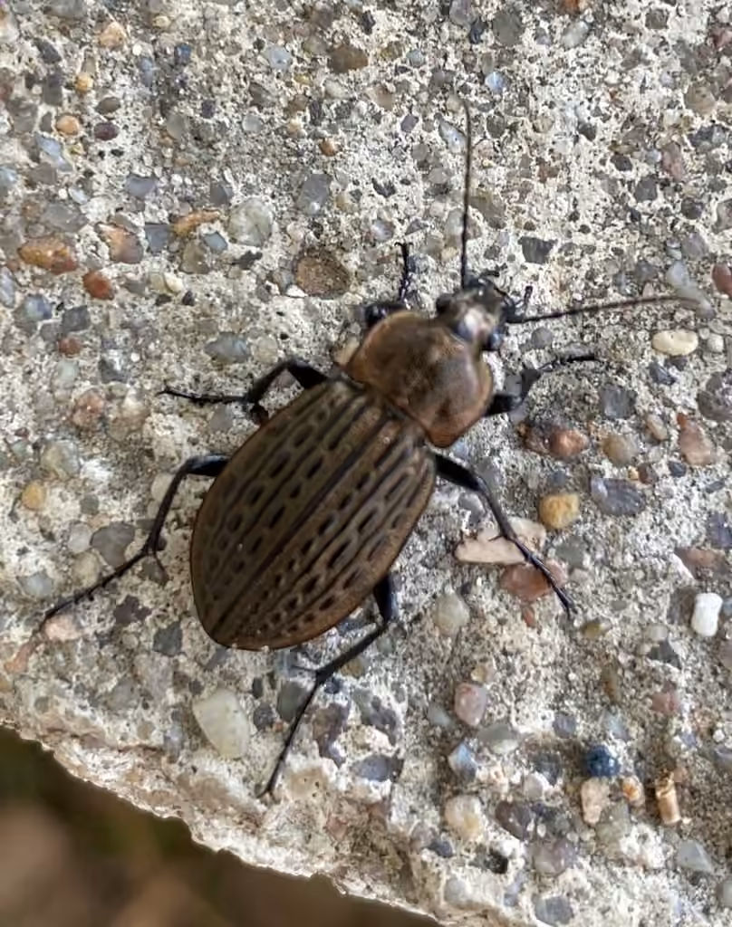 Meander Ground Beetle, Female