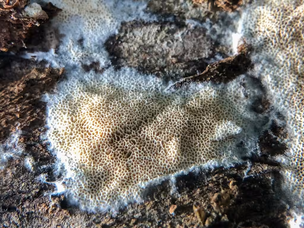 Xylodon ovisporus, photo 2 of 5