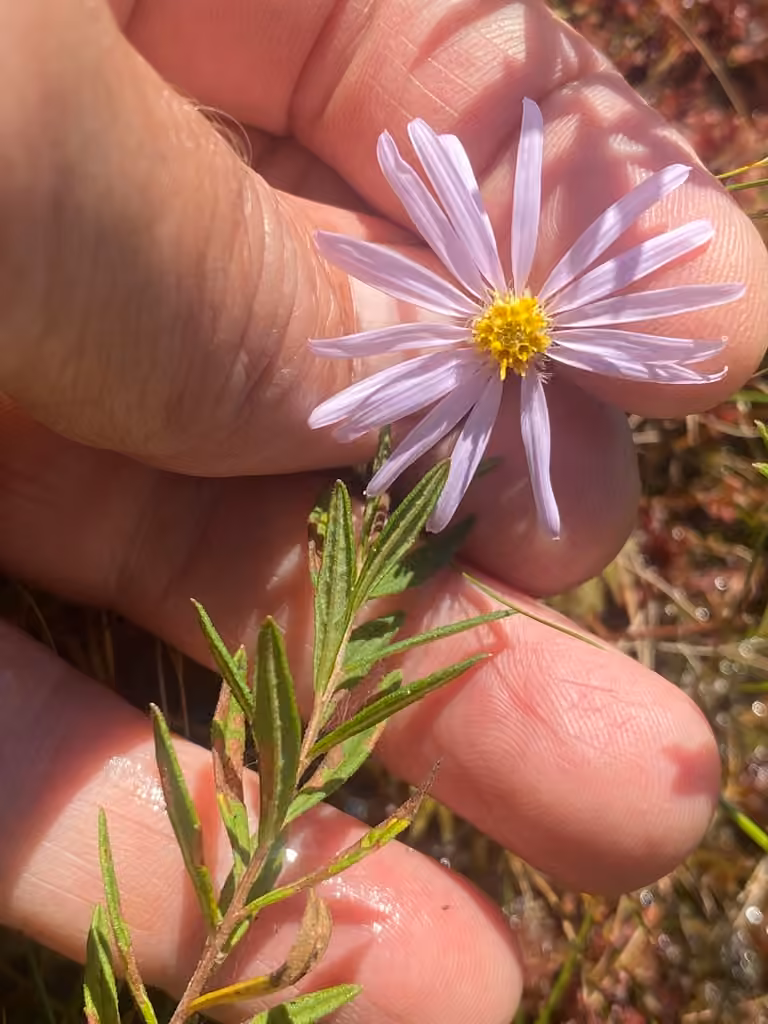Bog aster, In flower