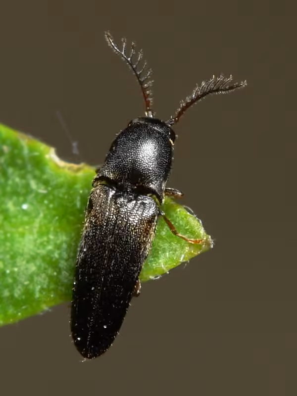 Lovely-horned False Click Beetle, Male