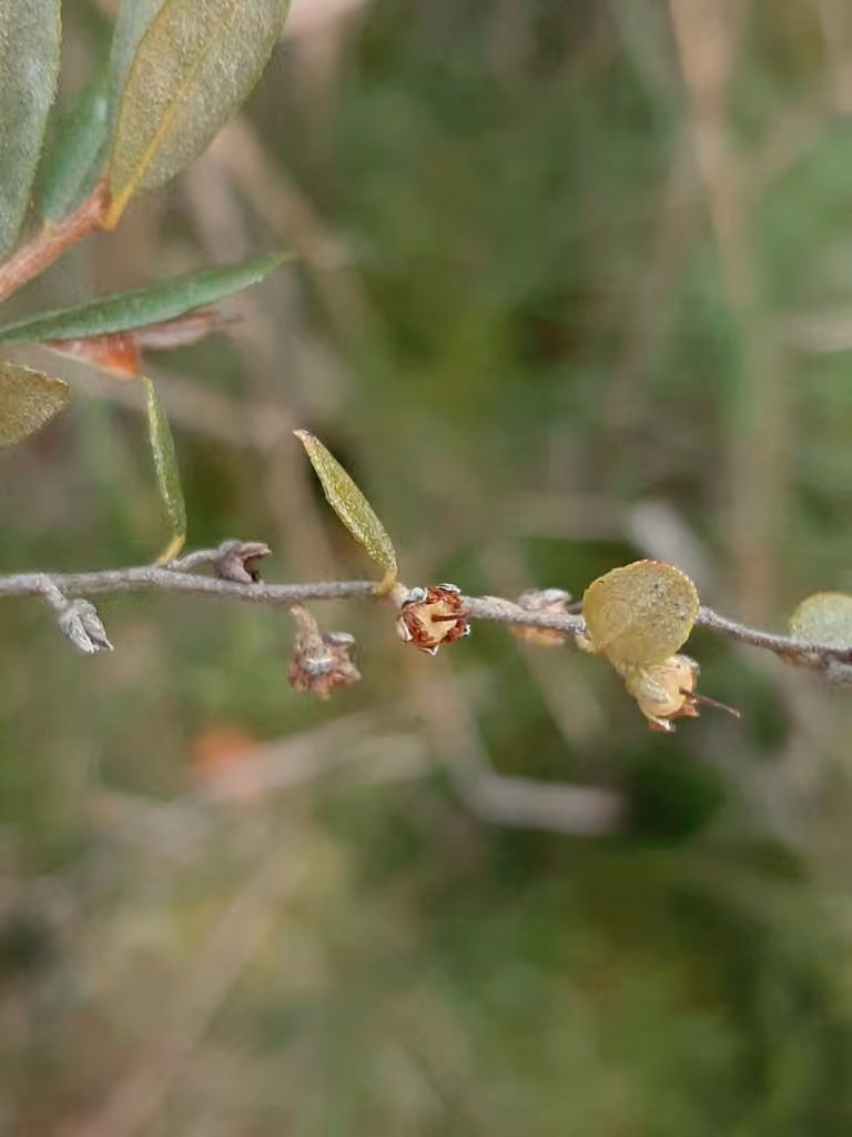 Leatherleaf, In fruit