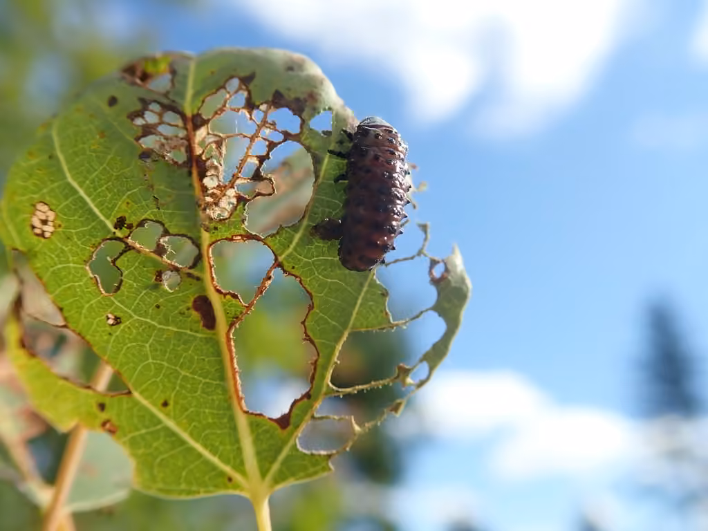 Aspen Leaf Beetle, Larva