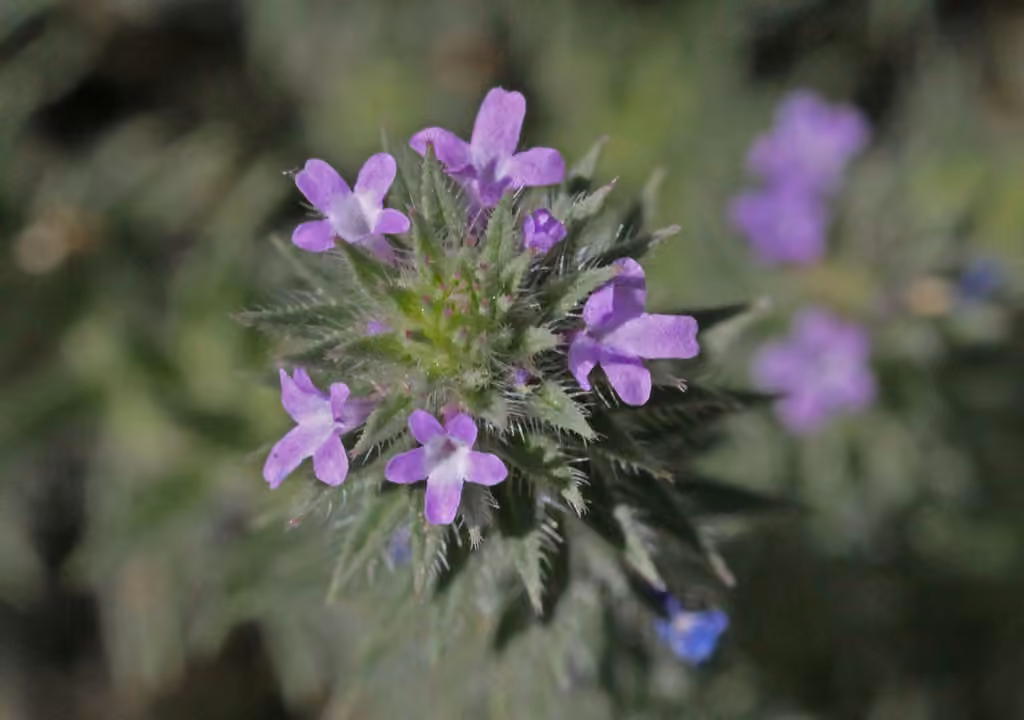 Verveine prostrée, photo 1 sur 5