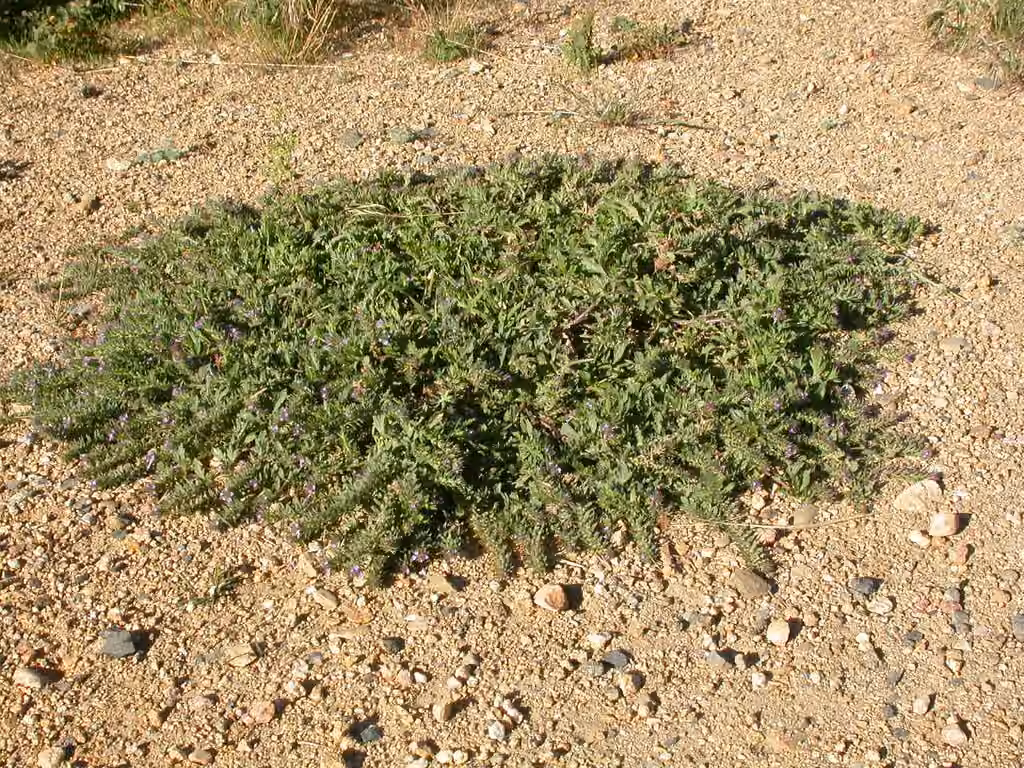 Verveine prostrée, photo 3 sur 5