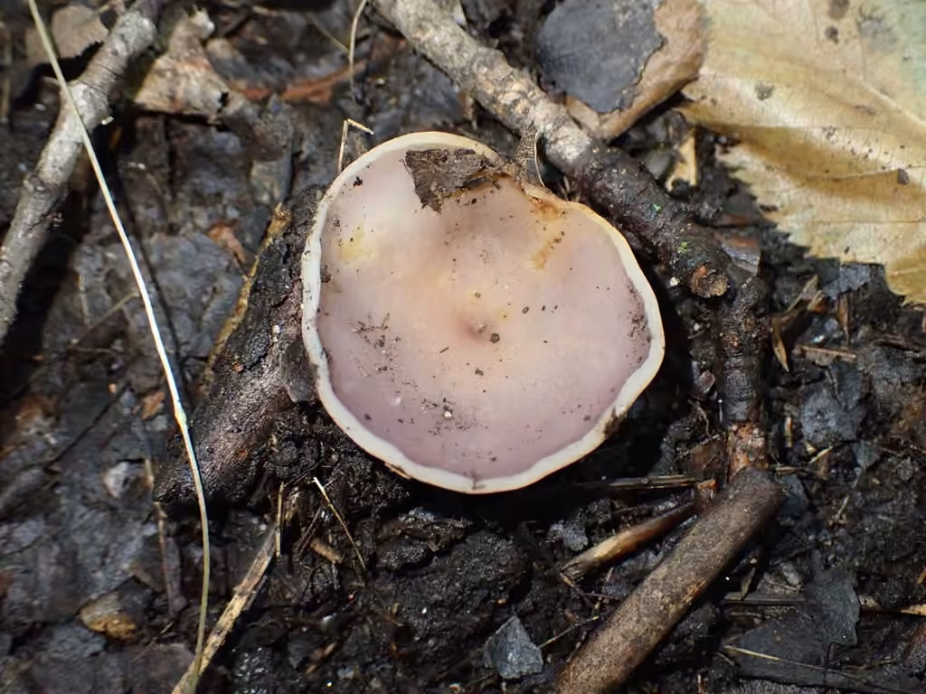 Paragalactinia pseudomichelii, photo 3 of 5