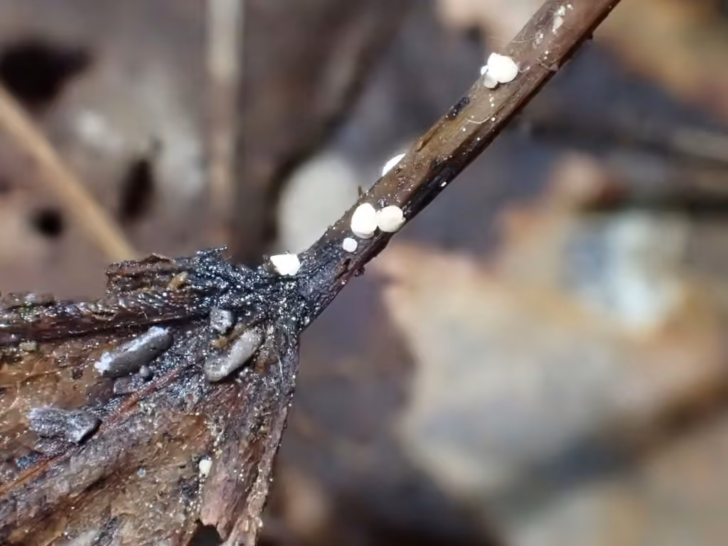 Calycina populina, photo 2 of 5