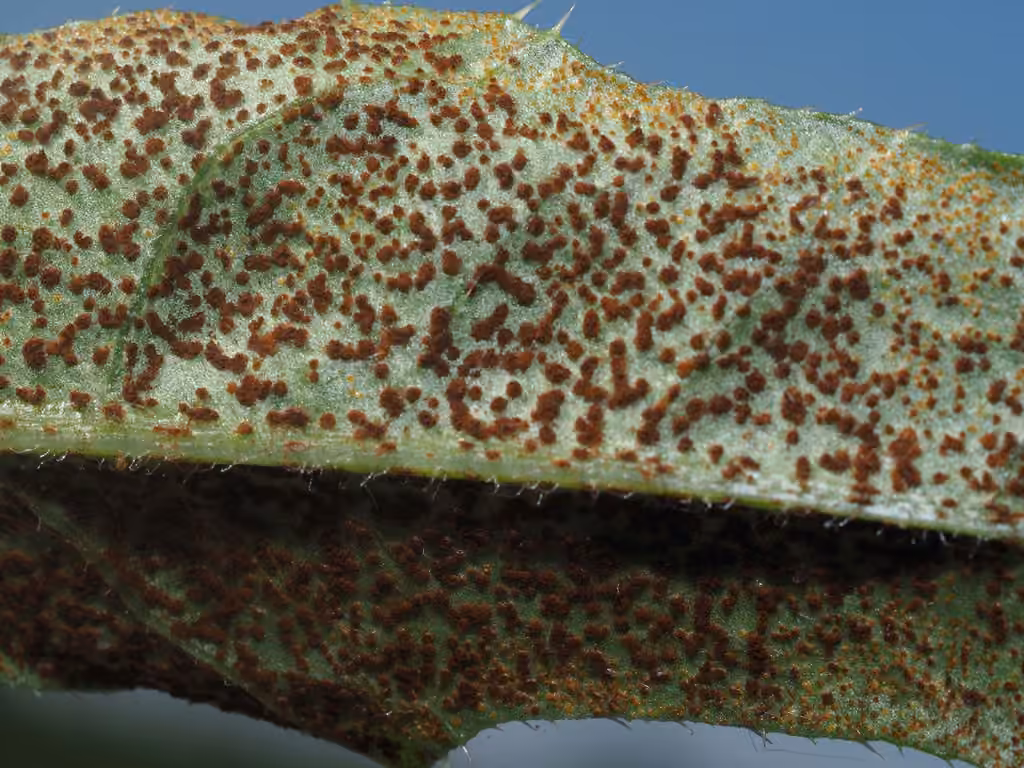 Thistle rust, photo 1 sur 5