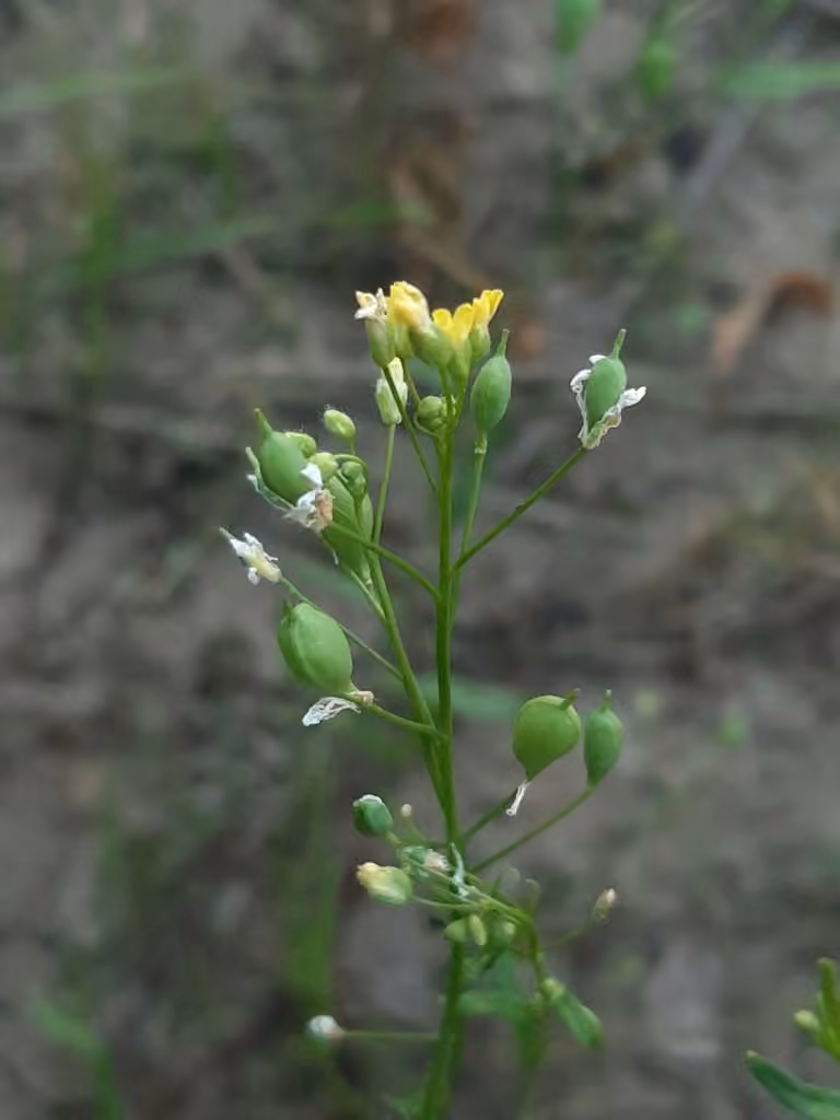 Caméline cultivée, En fleurs