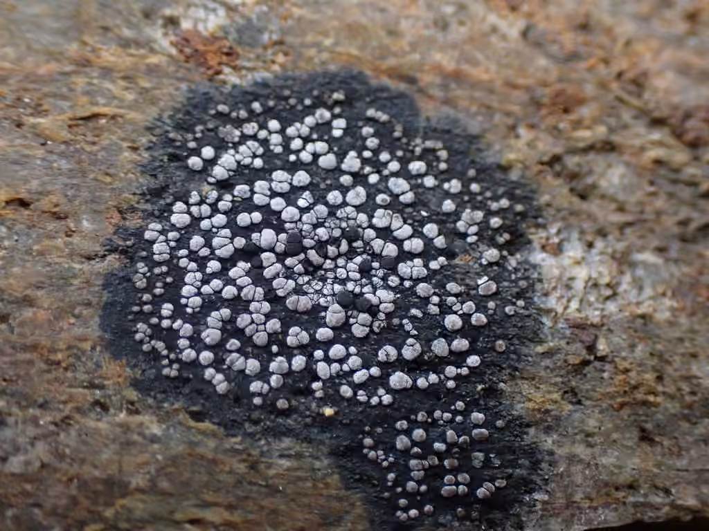 Map lichen, photo 2 of 5