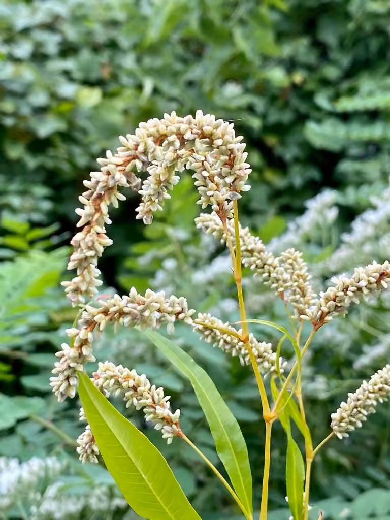 Renouée à feuilles de patience