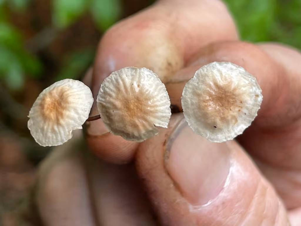 Conifer Pinwheel, photo 2 of 5