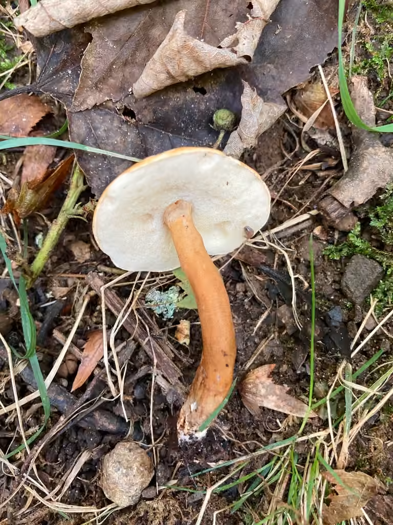 Gyroporus borealis, photo 3 sur 5