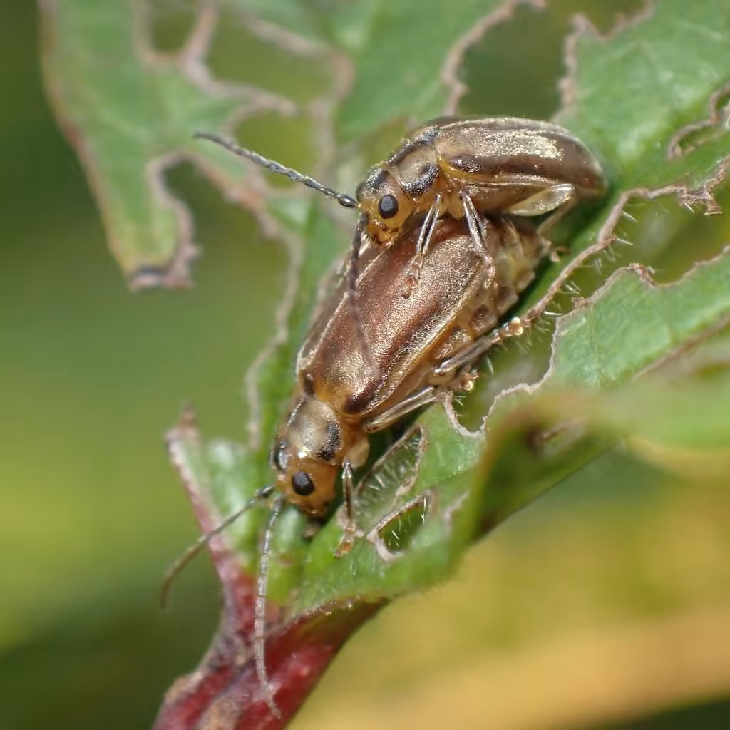 Viburnum Leaf Beetle, photo 3 of 5