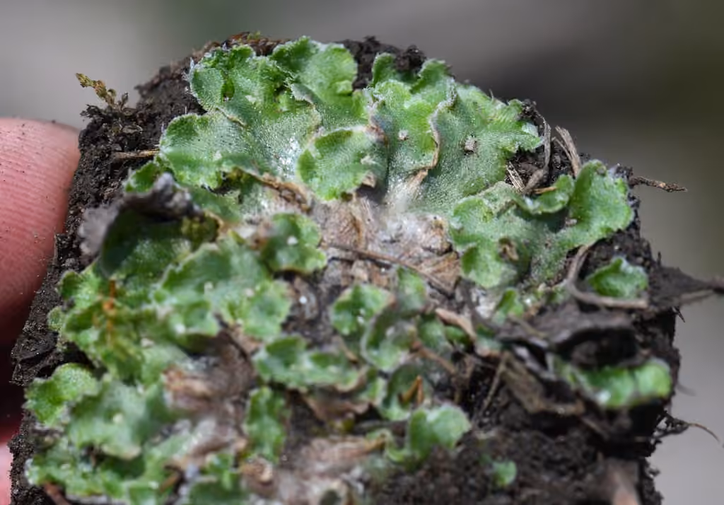 Hyaline Liverwort, photo 3 of 5