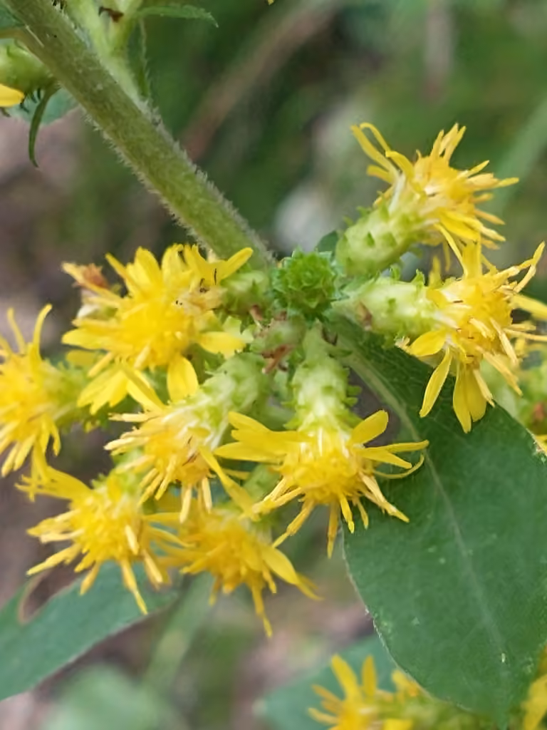 Verge d'or squarreuse, En fleurs