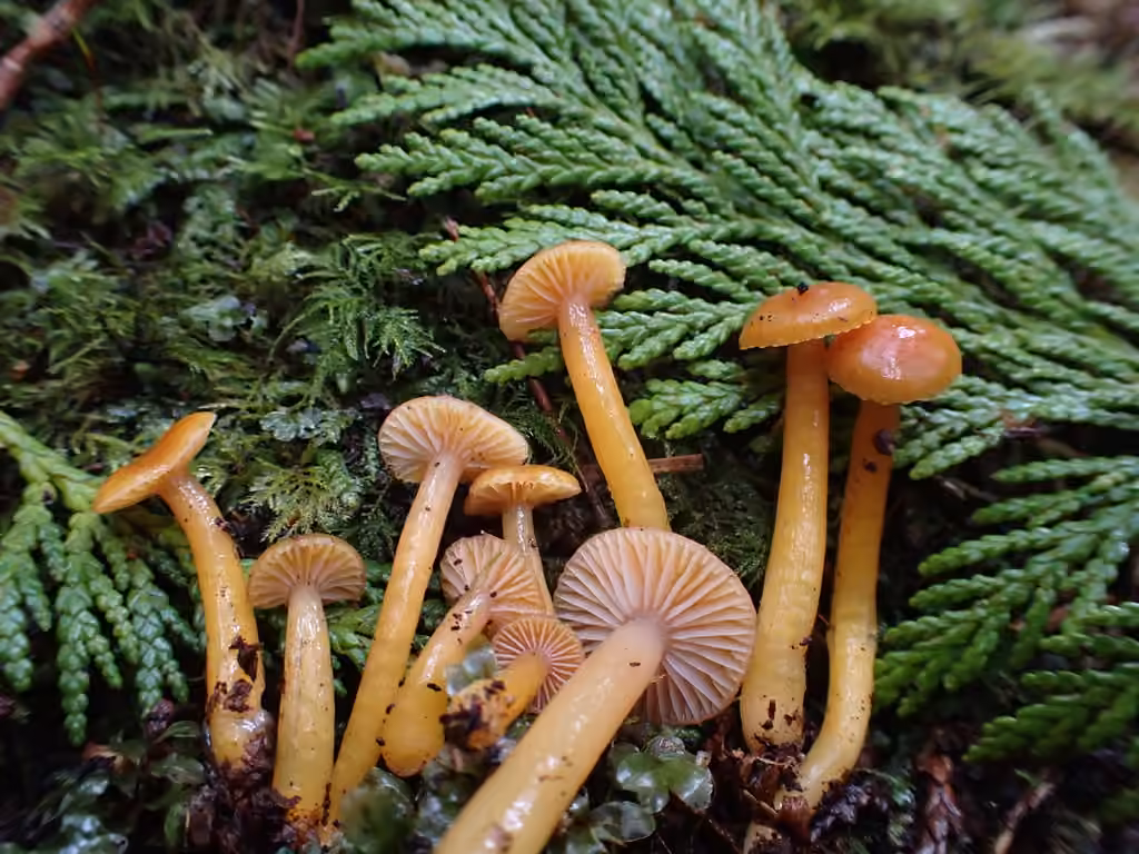 Hygrophore de couleur gaie, photo 2 sur 5