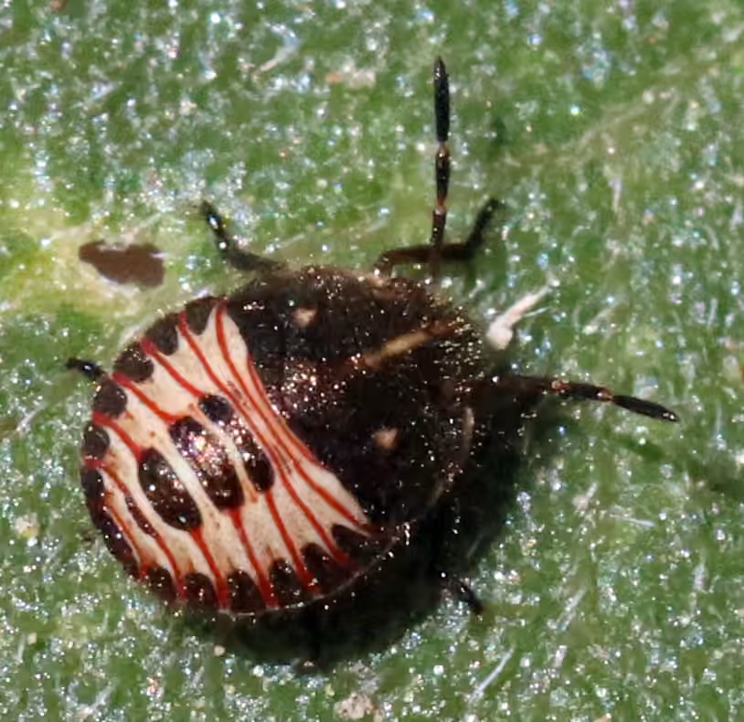 Broken-lined Stink Bug, photo 3 of 5