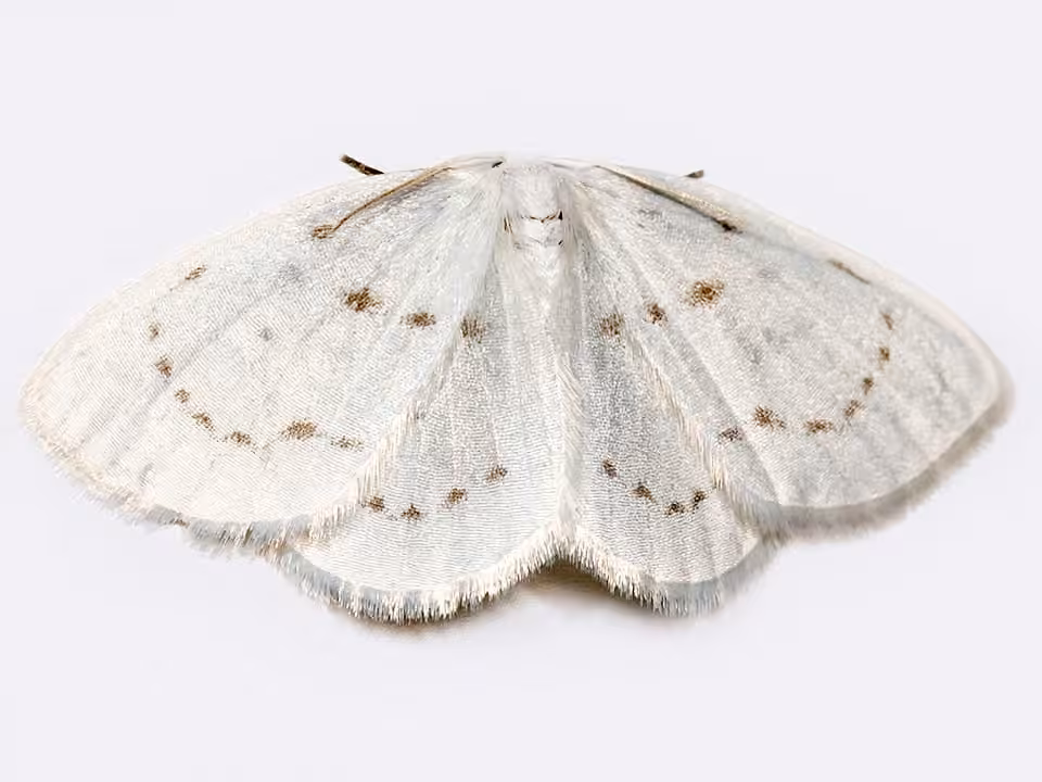 Northern Eudeilinia Moth, photo 1 sur 5