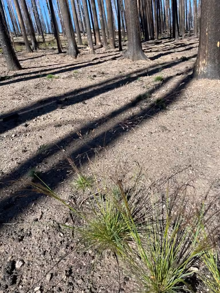Agrostide scabre, En fruits