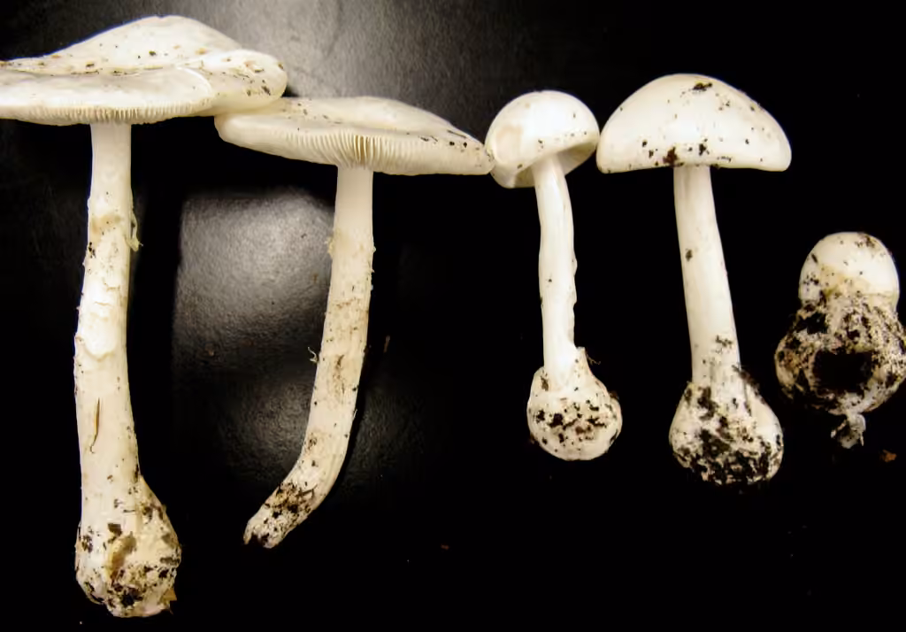 Eastern North American Destroying Angel, photo 3 of 5