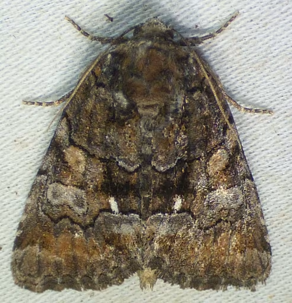 Barrens Chytonix, Adulte