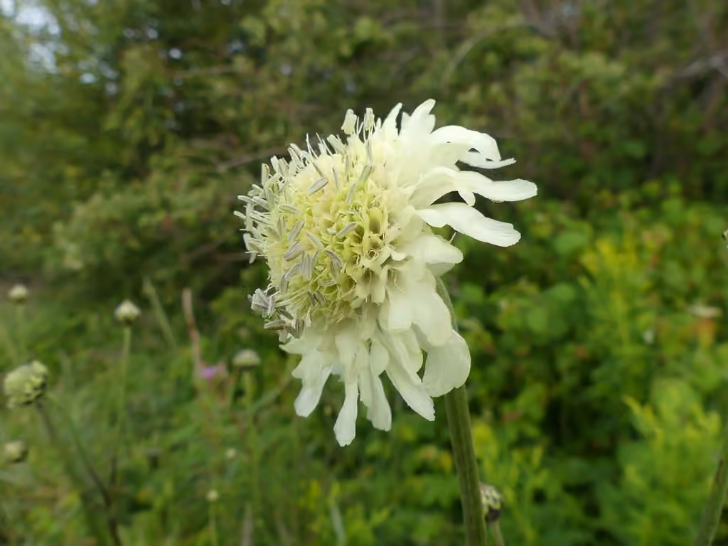 Tatarian cephalaria, In flower