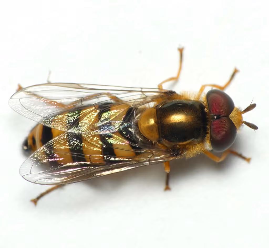 Syrphe d'Amérique