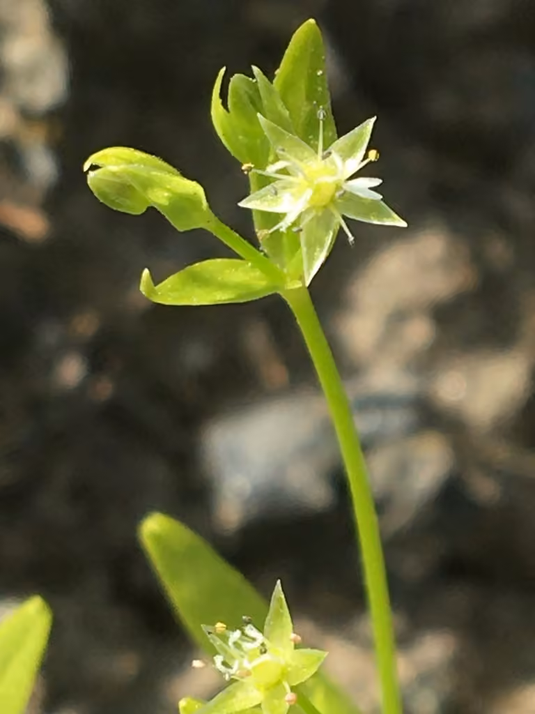 Boreal starwort, photo 1 of 5