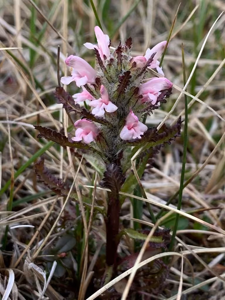 Pédiculaire hirsute, En fleurs