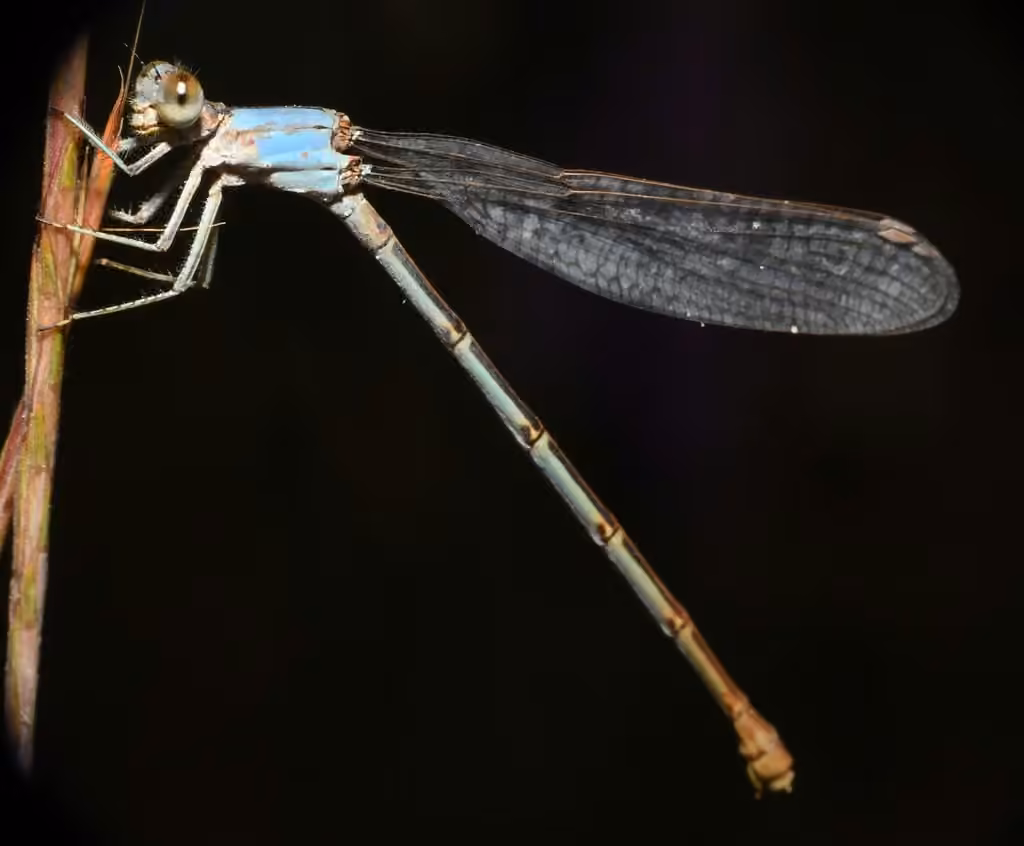 Powdered Dancer, Female