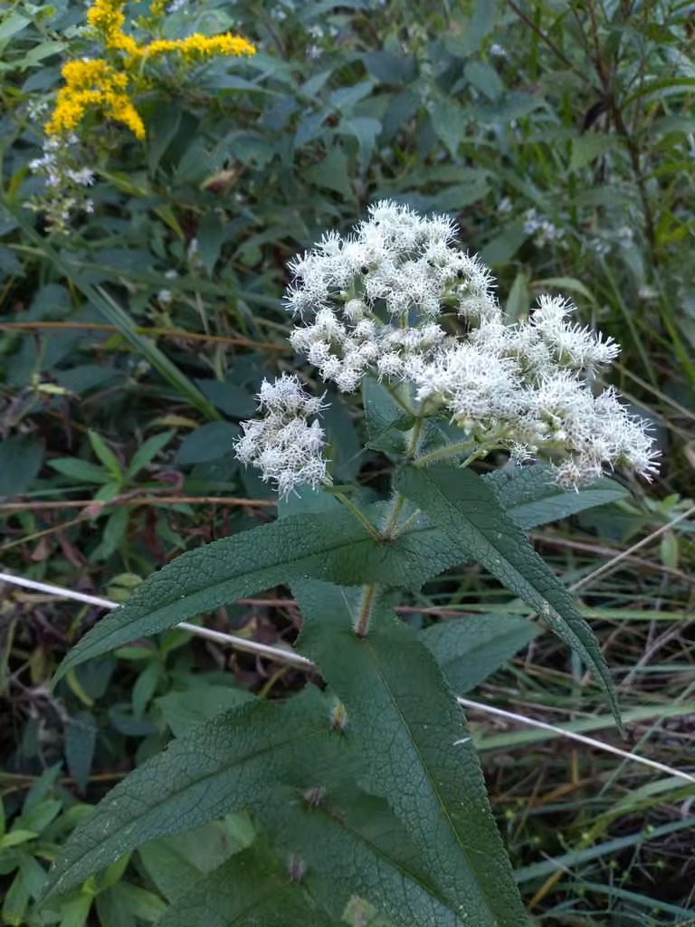 Eupatoire perfoliée