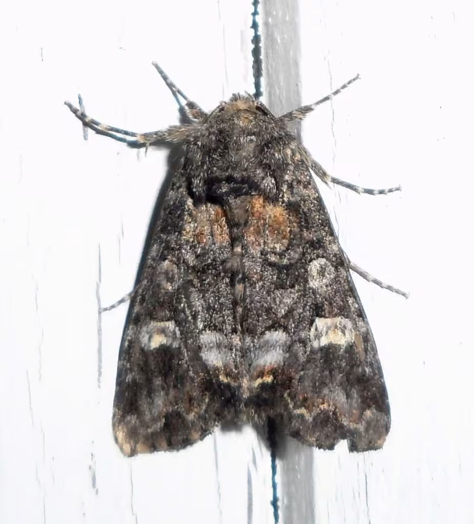 Otter Spiramater Moth, Adulte